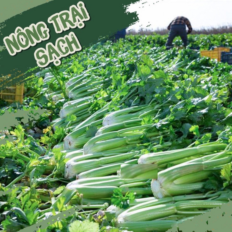 Bột Cần Tây 100% Nguyên Chất Sấy Lạnh Công Nghệ Đức Từ Đà Lạt Farm Hộp 500G Giảm Cân, Giảm Eo Làn Da Sáng Đẹp sp1354533