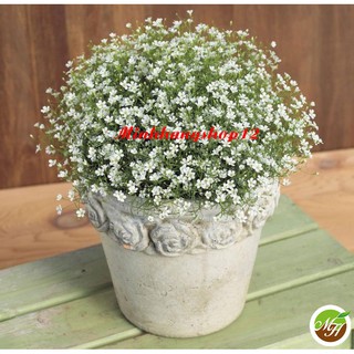 Hạt giống Hoa Baby Trắng - Hạt Chuẩn Nảy Mầm Tốt Kèm Hướng Dẫn Ươm Trồng