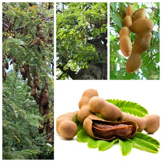 Cây giống me thái (quả ngọt) ảnh thật cây giống có sẵn tại vườn