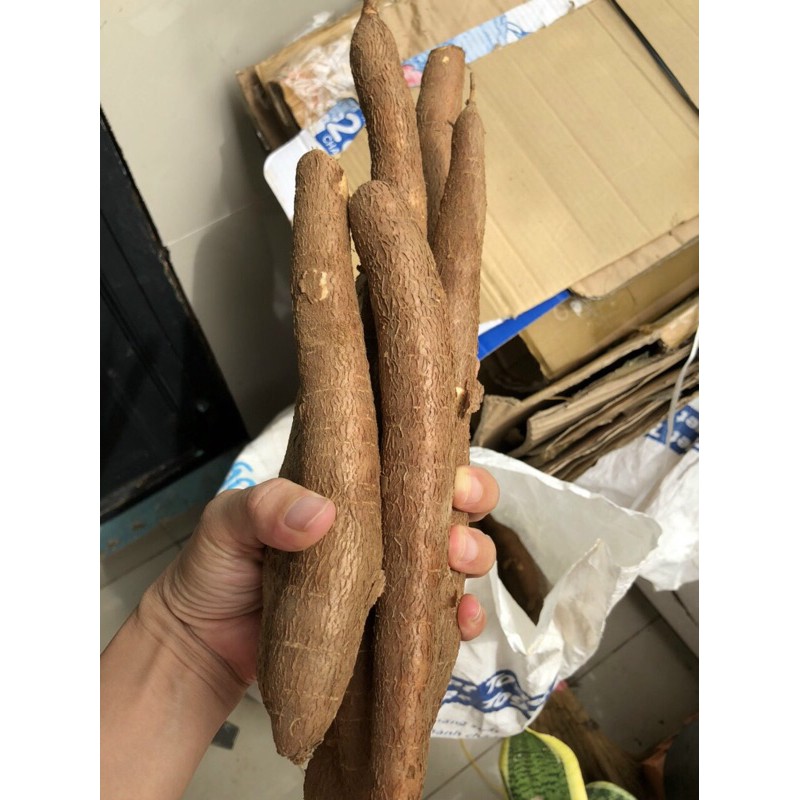 Combo 4kg khoai mì ruột vàng giống thái