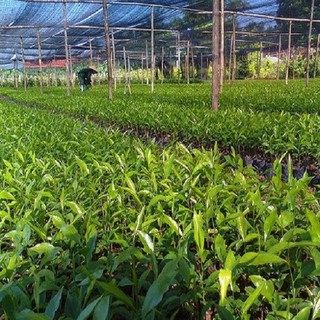 Combo 5 Cây giống trầm hương
