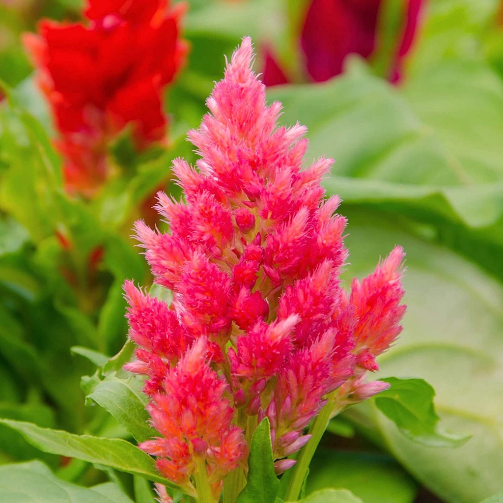 Hạt giống HOA MÀO GÀ LỬA Celosia lâu đài mận - Màu vàng - Hạt giống vườn hoa hàng năm - Celosia mậnosa