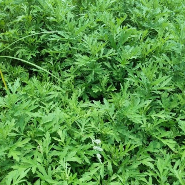Cây ngải cứu ( cây giống 5 cây)