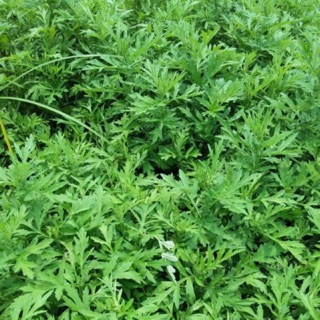 Cây ngải cứu ( cây giống 5 cây)