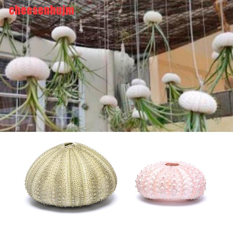 Chậu hoa hình nhím biển tự nhiên trang trí nội thất | BigBuy360 - bigbuy360.vn