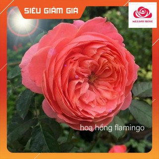 Hoa hồng Flamingo màu hồng cam rực rỡ đến từ nước Đức -Vườn Hoa Melinhrose