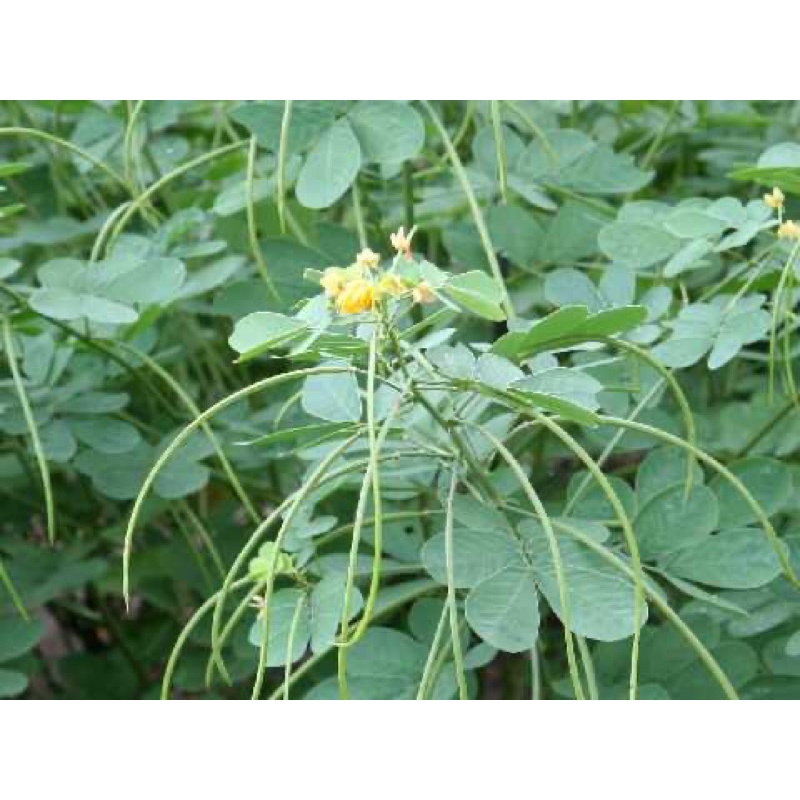 Kem bôi Mình Hùng