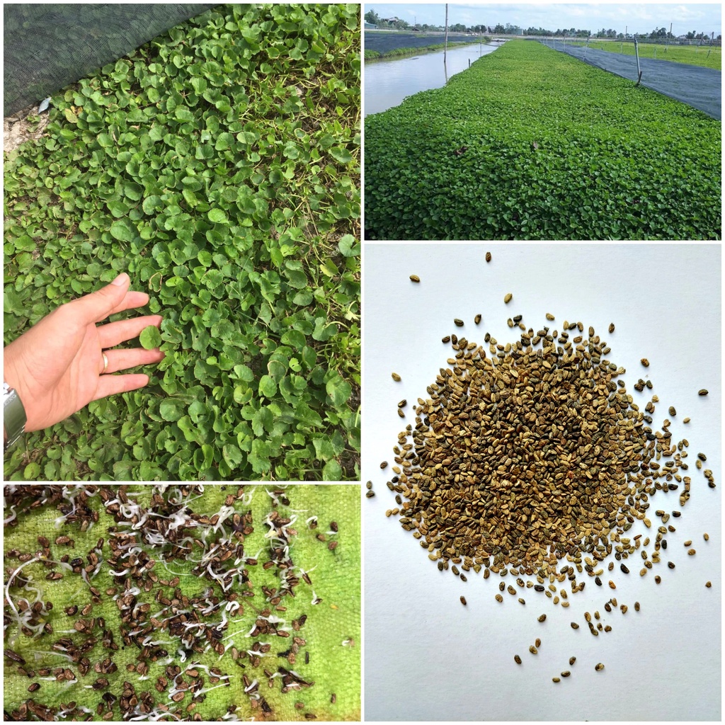 Hạt giống rau má lá nhỏ 2 gam dễ trồng tỉ lệ nảy mầm cao Better Life
