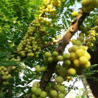 cây Cây chùm ruột Ngọt.... 6 tháng cây cho trái  - Cây Giống Nhập Khẩu