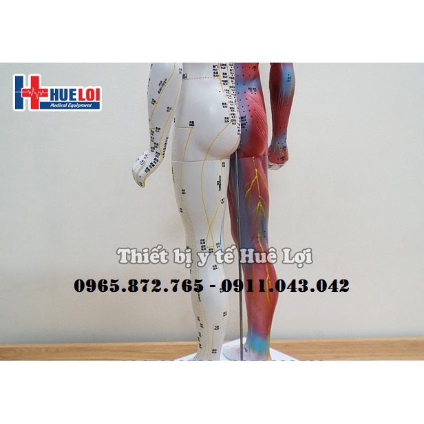 Mô hình huyệt vị và giải phẫu 85cm