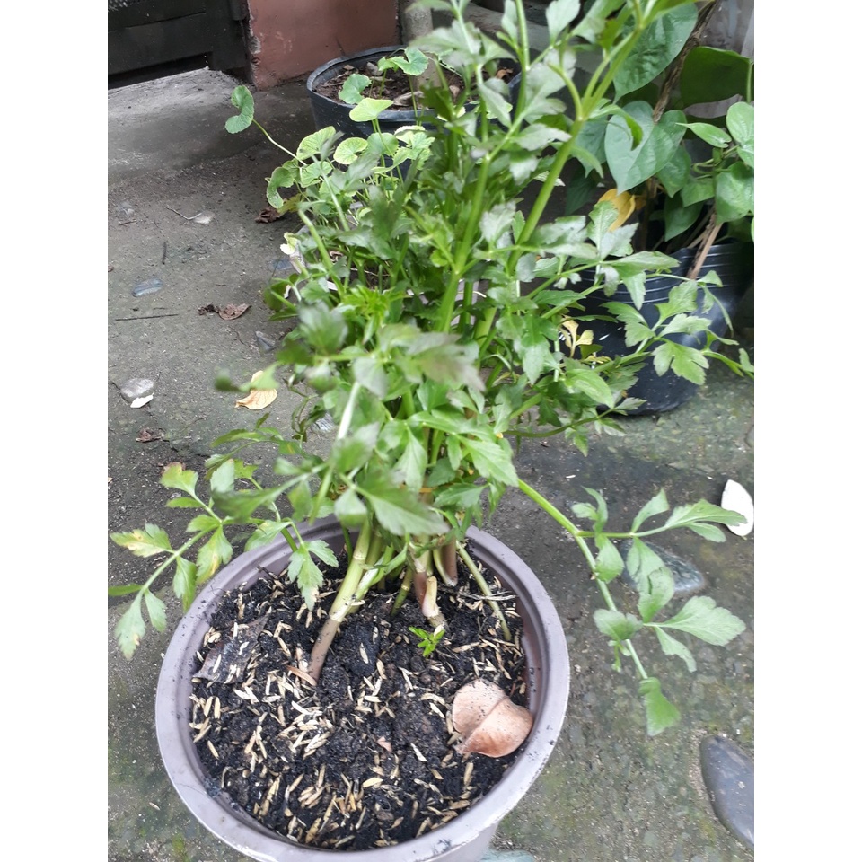 CHẬU CẦN NƯỚC siêu ngon nha Ship 30 phut. 200k tặng dịch trùn. KHO QUẬN 11, 7, 9, THỦ ĐỨC VÀ PHÚ NHUẬN)