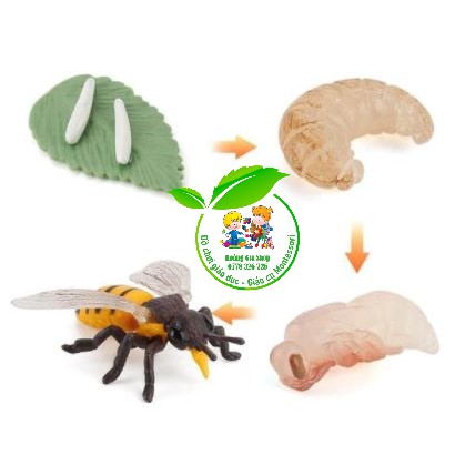Mô hình vòng đời của Ong - Bee life Cycle