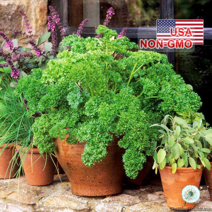 2Gr Hạt Giống Ngò Tây Parsley Siêu Xoắn Triple (B3.105| C25*X31)