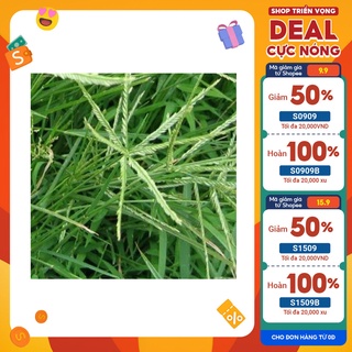 1kg cỏ mần trầu tươi