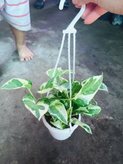 TRẦU BÀ CẨM THẠCH MINI