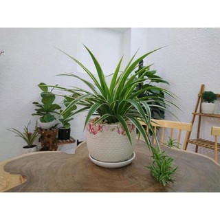 Cây cỏ nhện, cây dây nhện - bầu đất, không chậu ( mua 5 tặng 1)