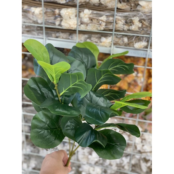 Cây Bàng Singapore 3 Nhánh 27 Lá, Cao 70cm, Decor Trí Nhà Cửa - Cây Giả.