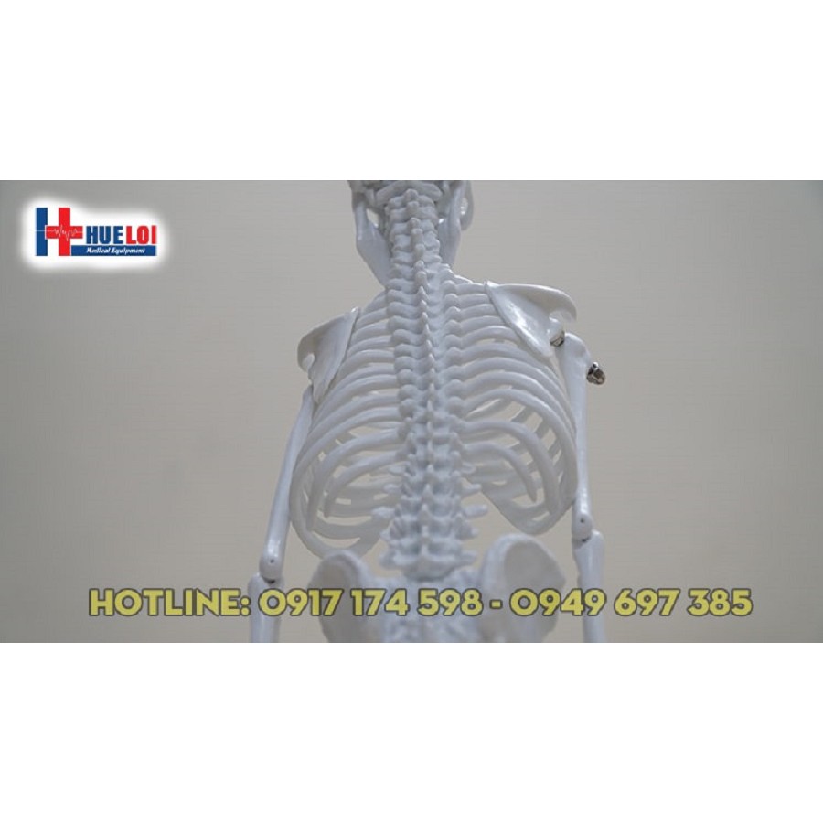 Mô hình hệ xương cơ thể người cao 45cm - mô hình xương người
