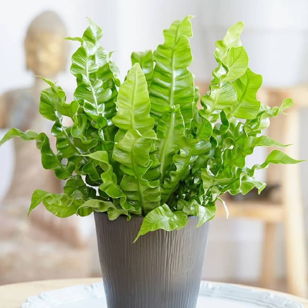 Cây Asplenium nidus Crispy Wave (Tổ Yến) chậu nhựa