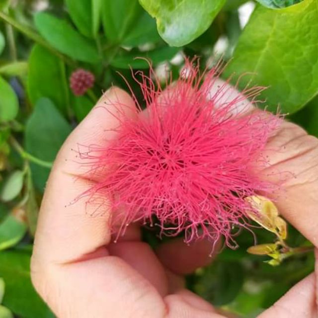 Cây 🌲 Kiều Hùng ( đỏ)