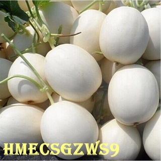 hạt giống dưa lê kim cô 20h