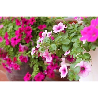 Hạt giống hoa Dạ Yến Thảo ( Dạ Yên Thảo) mix