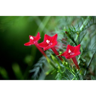 Bộ gói hạt giống Tóc tiên