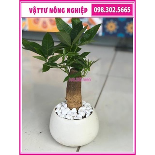 Chậu cây kim ngân để bàn ( chậu sứ)