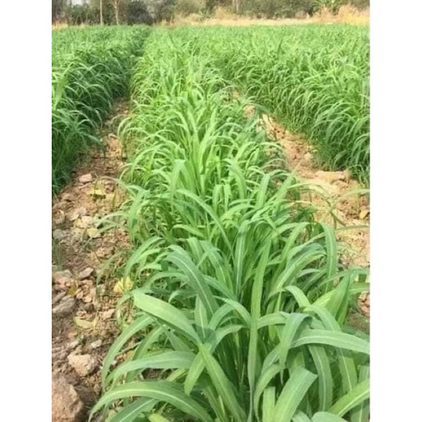CỎ SẢ LÁ LỚN MOMBASA GHINE CỎ CHĂN NUÔI gói 5g
