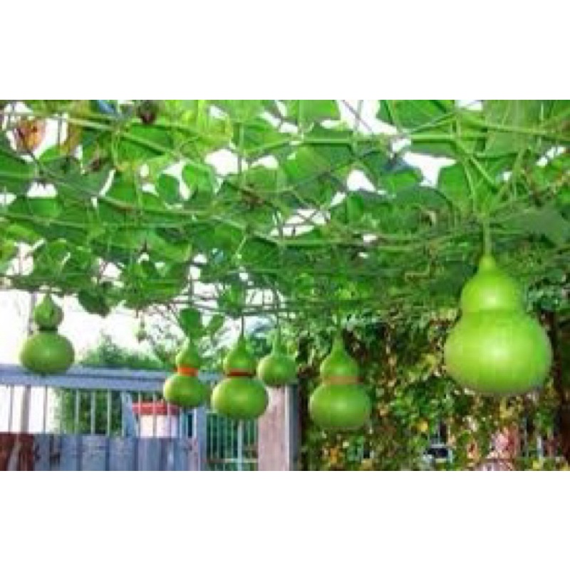 Hạt giống bầu hồ lô mini, tỷ lệ này mầm cao