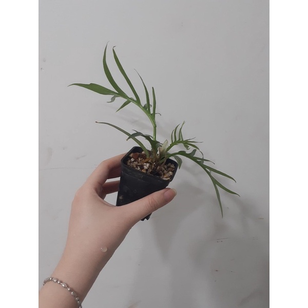 Trầu bà PHILODENDRON TORTUM