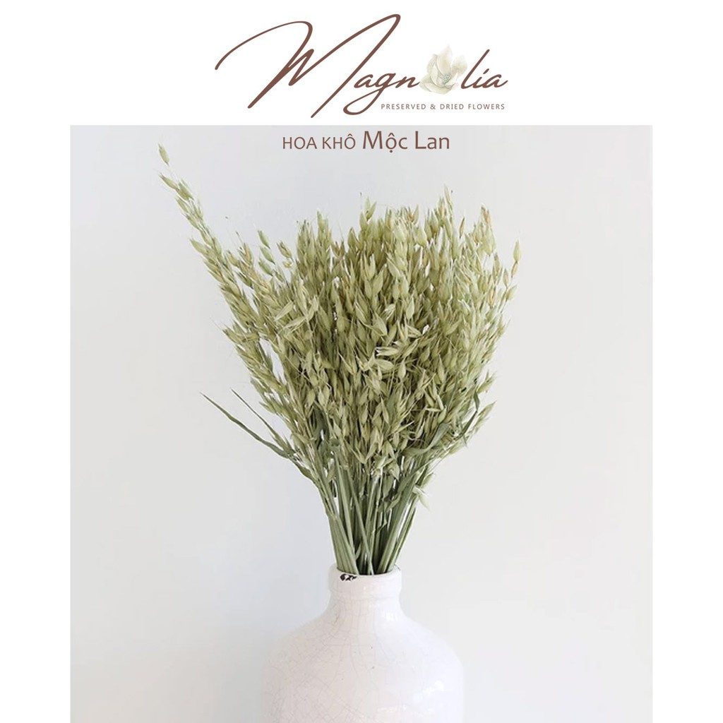 Hoa yến mạch khô Aveena (Oats) decoration không gian nhà cửa