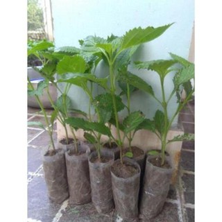 👉🌱🌱🌱👍 Combo 5 cây đuôi chuột hoa tím (Cây mạch lạc)