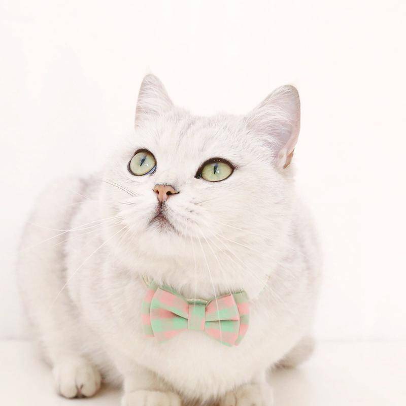 Vòng Cổ HìNh Nơ Xinh XắN Cho Thú Cưng