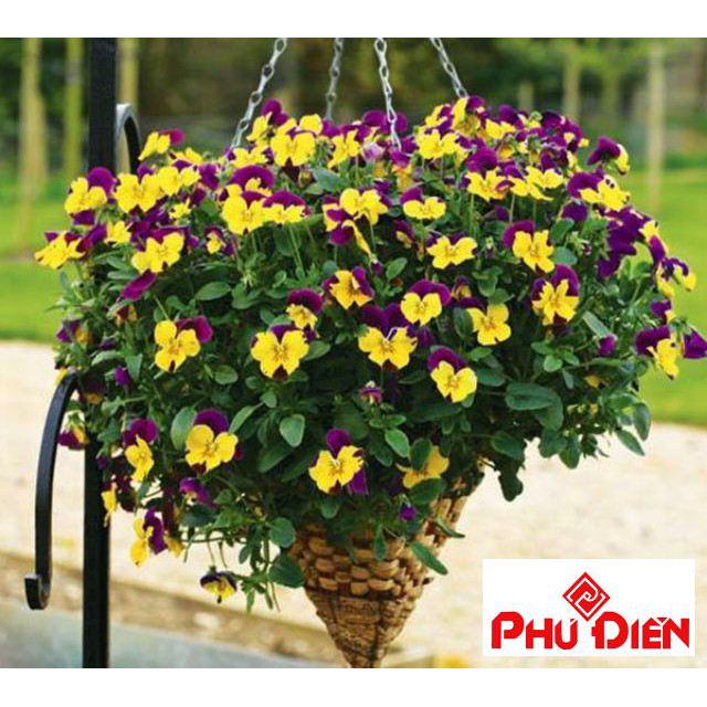 100 hạt giống hoa pansy mix màu  PHÚ ĐIỀN