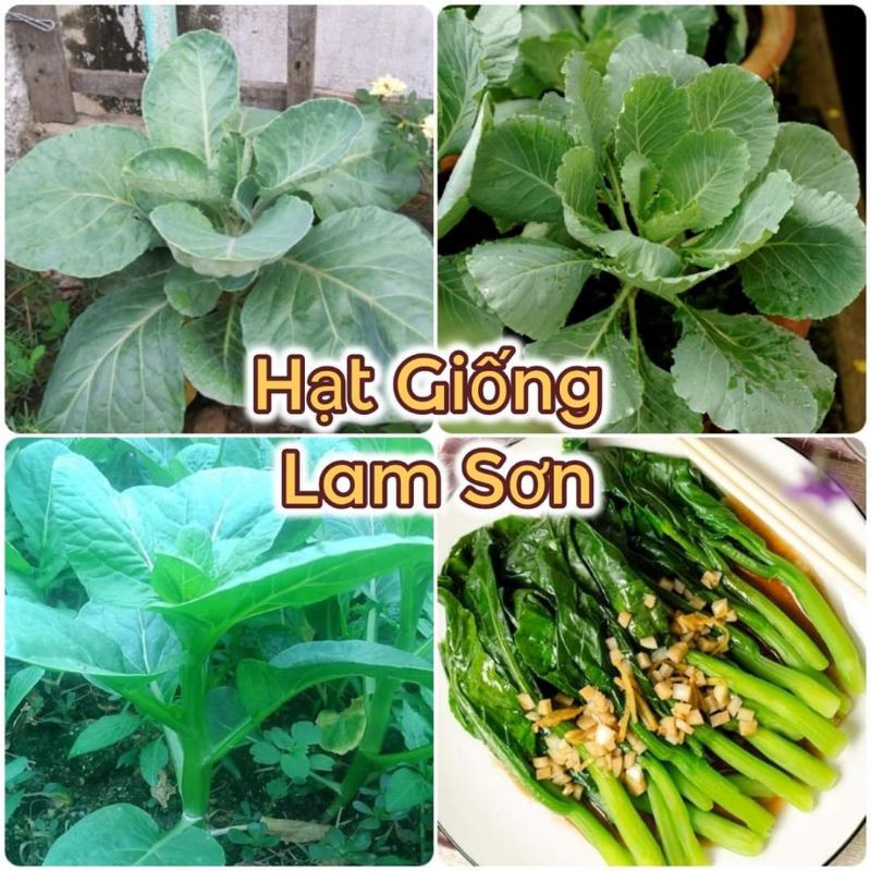 HẠT GIỐNG RAU CẢI RỔ - Trồng Quanh Năm, Dễ Lên Tại Nhà.