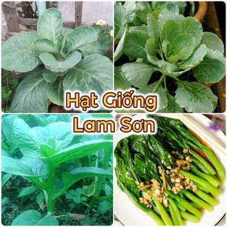 HẠT GIỐNG RAU CẢI RỔ - Trồng Quanh Năm, Dễ Lên Tại Nhà.