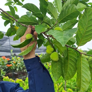 CÂY CHAY RUỘT ĐỎ