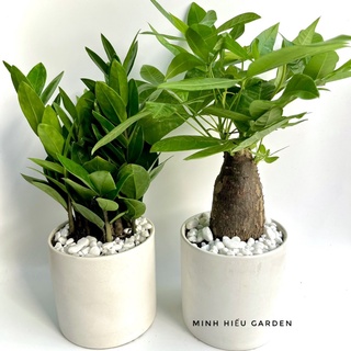Combo chậu Cây Kim Ngân Kim Tiền, Cây phong thủy may mắn, tài lộc