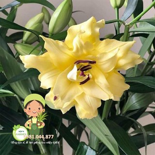 củ hoa ly kép thơm màu vàng