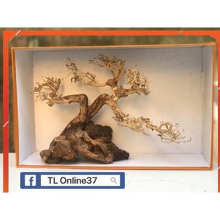Bonsai mini bể cá để bàn D28xC19
