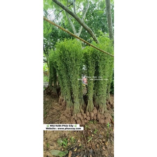 CÂY TRÚC QUÂN TỬ CAO 1M3-1M4(1 THÂN)