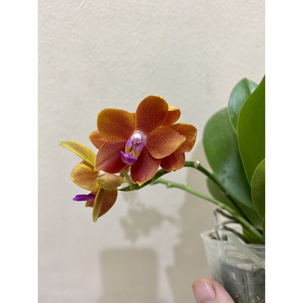 Lan hồ điệp thơm, hồ điệp vàng 6 mắt