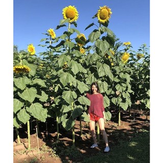 Hạt giống hoa hướng dương khổng lồ gói 30 hạt