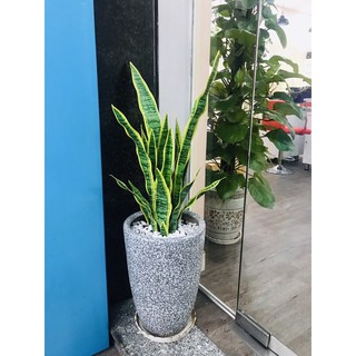 Cây lưỡi hổ giả 70cm