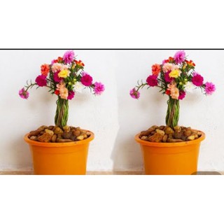 1KG CÂY HOA 10 GIỜ thái