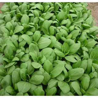 HẠT GIỐNG CẢI THÌA 20GR