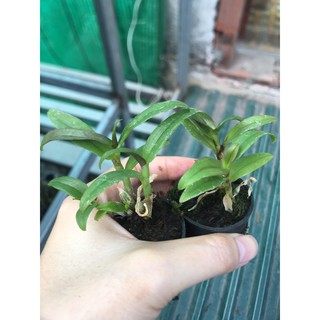 [FREESHIP TỪ 50K] Hoa lan Phi điệp DI LINH NÙ TALI