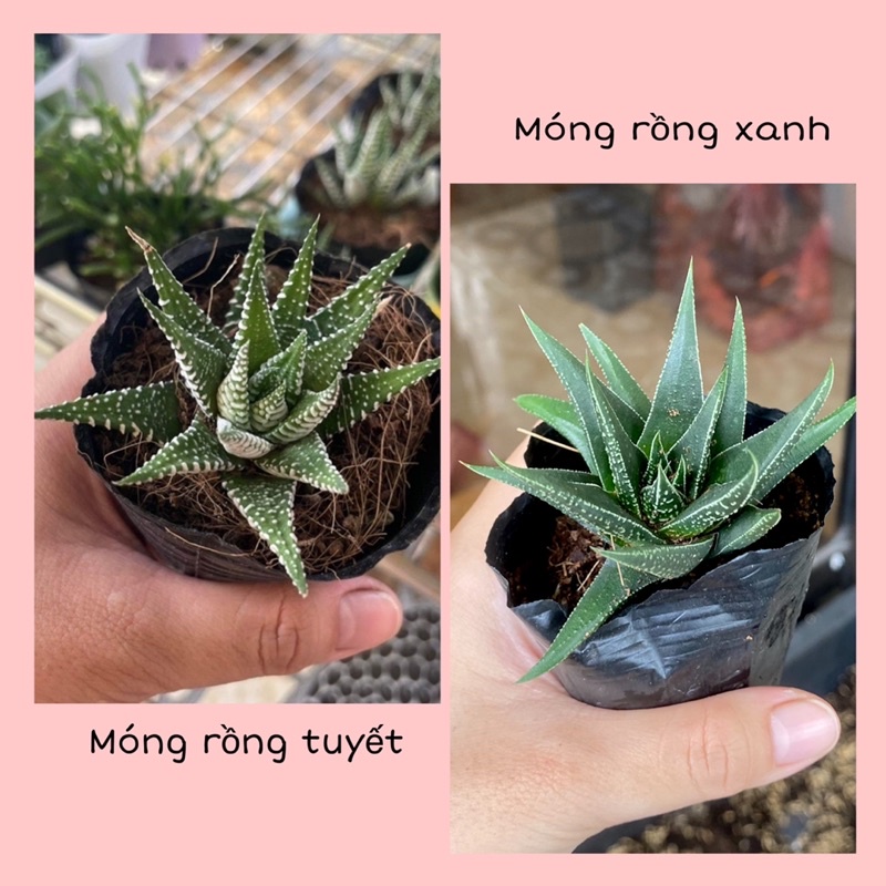 Xương Rồng Móng Rồng ( 5-6cm )