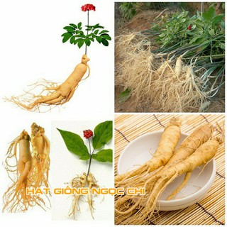 Hạt Giống Củ Sâm Hàn Quốc - 5 Hạt